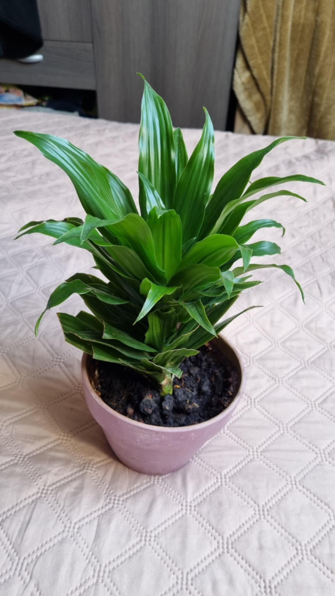Dracaena fragrans Image 1